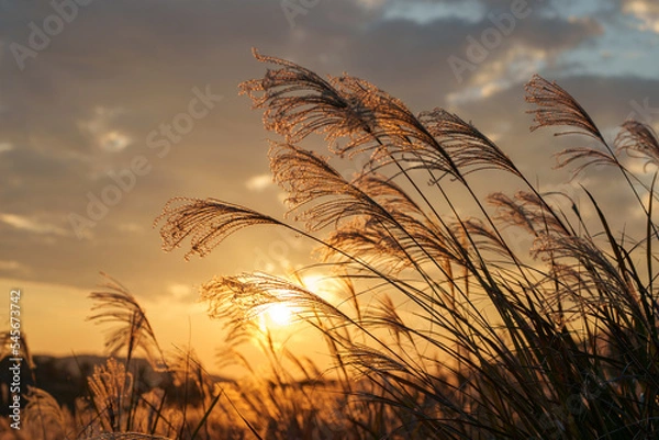 Obraz 夕日に照らされるススキ