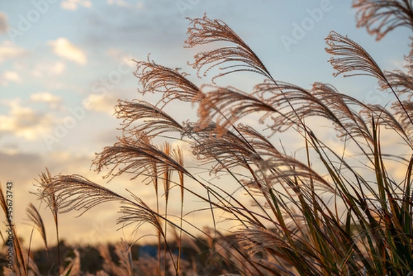 Obraz 夕日に照らされるススキ