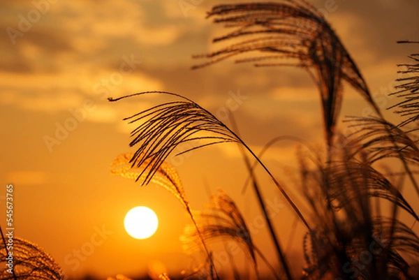 Obraz 夕日に照らされるススキ