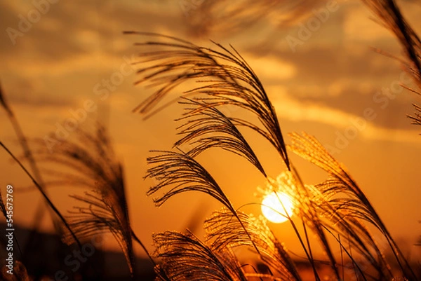 Obraz 夕日に照らされるススキ