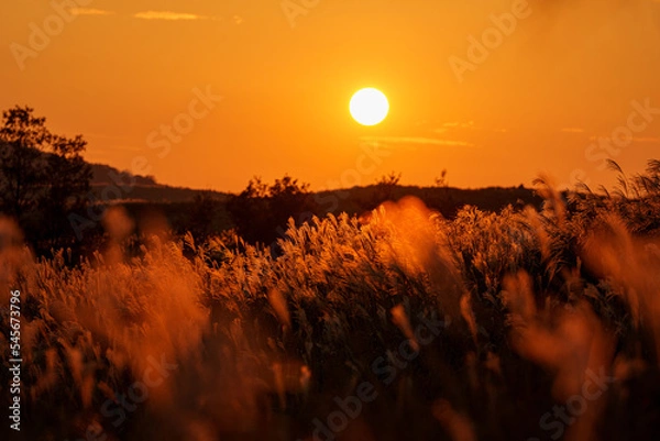 Obraz 夕日に照らされるススキ