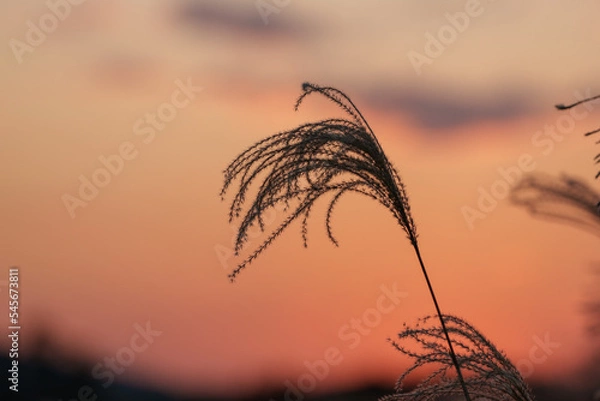 Obraz 夕日に照らされるススキ