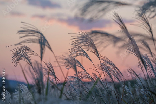 Obraz 夕日に照らされるススキ