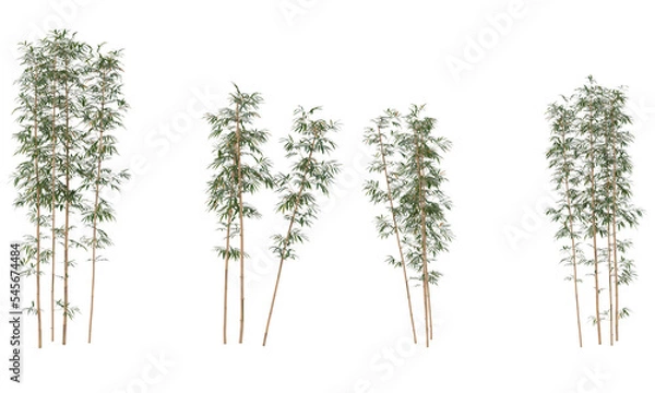 Obraz Bamboo plants, clumping of bamboo trees and leaf isolated