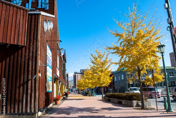 Obraz 金森赤レンガ倉庫の通りと銀杏並木