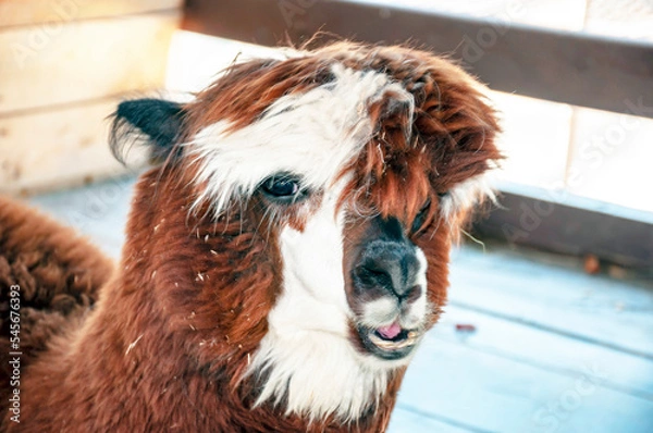 Obraz muzzle chewing alpaca in an aviary.