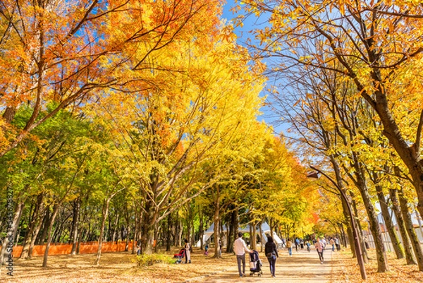 Obraz 東京　光が丘公園の紅葉