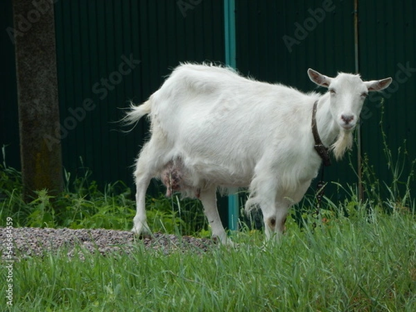 Obraz The goat eats grass. Meadow grazing of the Saanen goat. White goat grazes in the meadow in the village. 