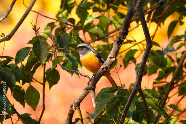 Fototapeta ジョウビタキのオス