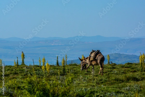 Obraz landscape with donkey