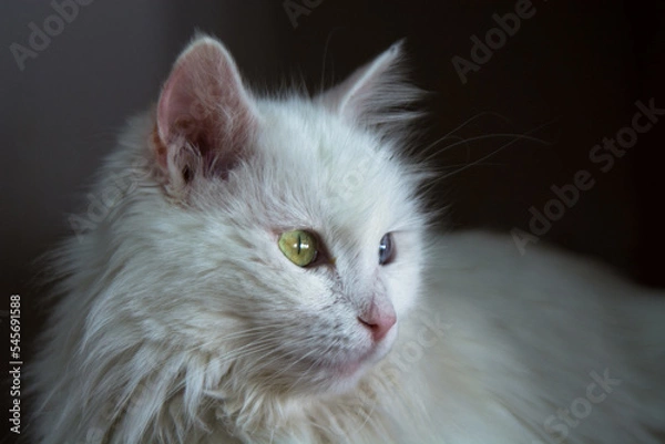 Obraz Van cat portrait 
