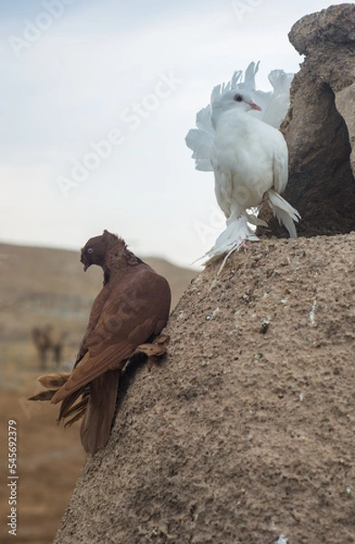 Obraz Pigeons in Harran