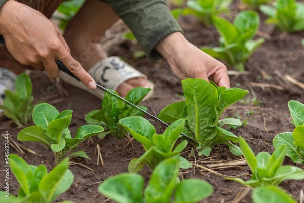 Fototapeta Carved vegetables, small trees, medium trees, large trees ready to be cut. Cutting is available in both green and purple colors that are fertile, strong, beautiful, organic without fertilizers.