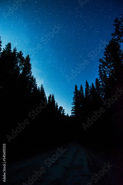 Obraz milky way landscape with trees