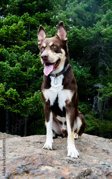 Obraz dog in the woods