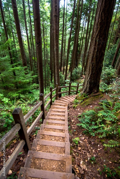 Obraz path in the woods