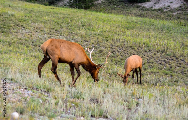Obraz deer in the field
