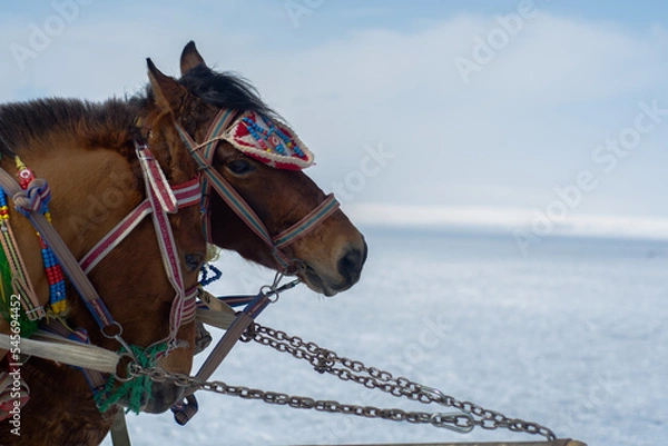 Obraz horse in winter