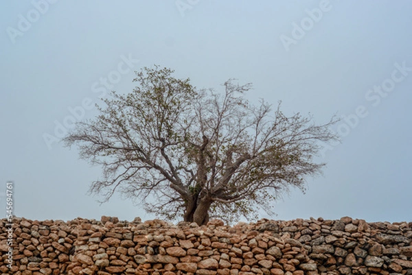 Obraz Old tree in Anatolia