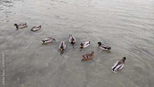 Obraz ducks on the beach