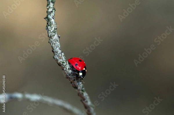 Fototapeta Ladybug sits on a dry branch of a tree in the forest. Insects are red-black.