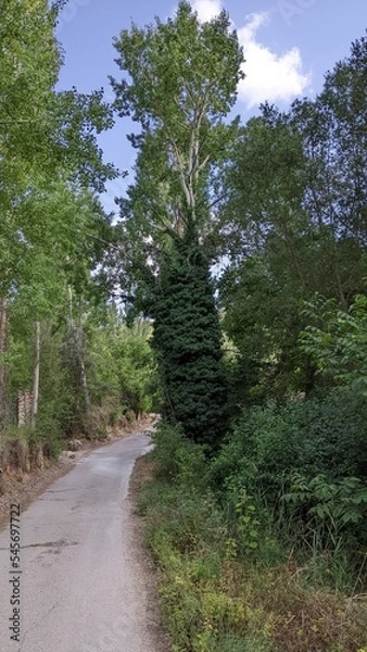 Obraz path in the woods