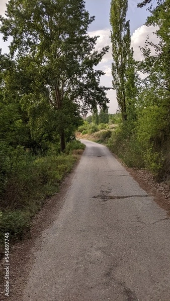 Obraz road in the woods