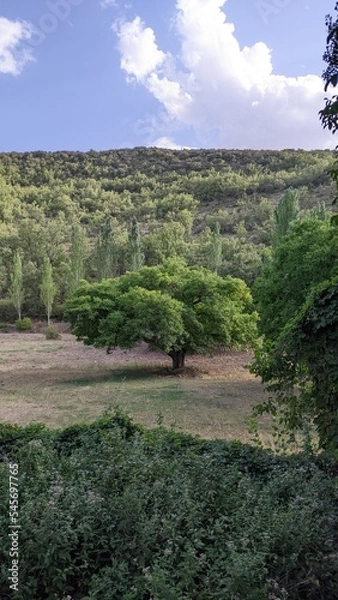 Obraz river and forest