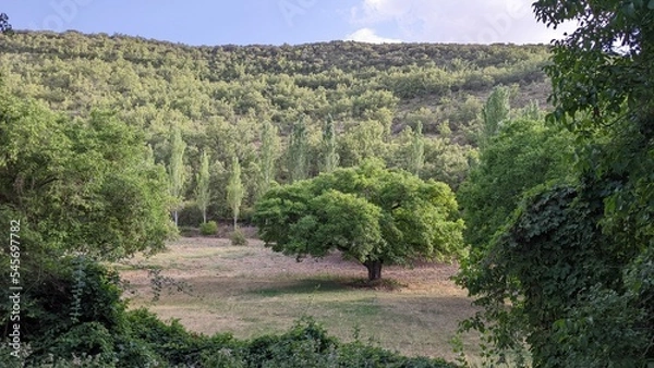 Obraz forest in the mountains
