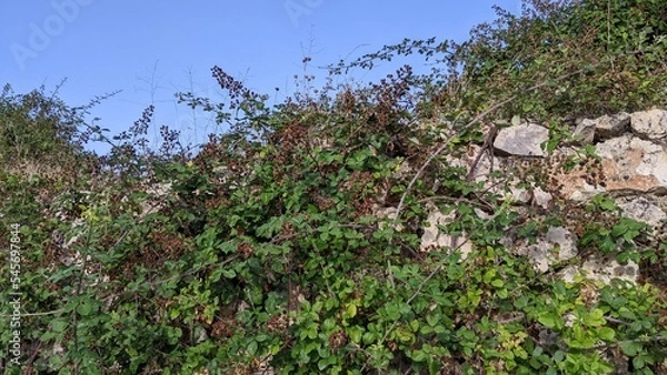 Obraz grass and flowers