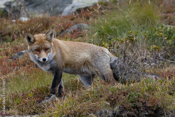 Obraz fox in autumn i