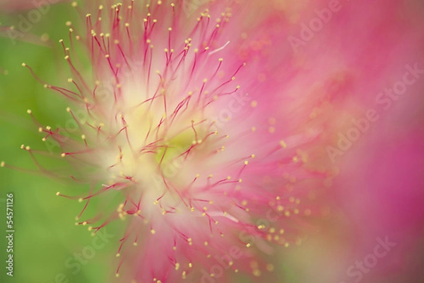 Obraz Flower Abstract