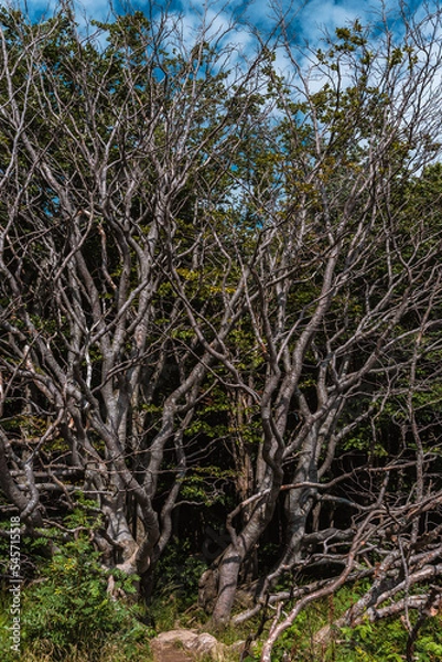 Fototapeta tree in Bieszczady Mountains in Poland