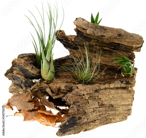 Obraz mushroom on the grass