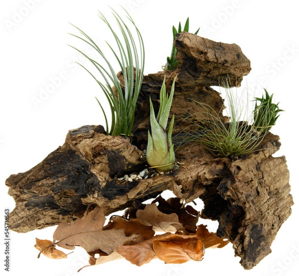 Fototapeta Tillandsia plants on the old tree root wood isolated on white background 