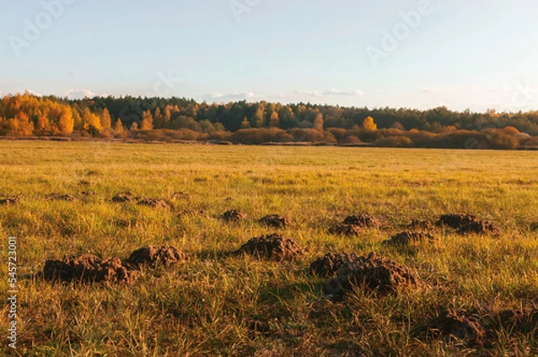 Fototapeta Naturalne tło jesiennego krajobrazu spalonej słońcem łące z kopcami kreta i lasu ubranego w ciepłe popołudniowe tuż przed zachodem słońca. 