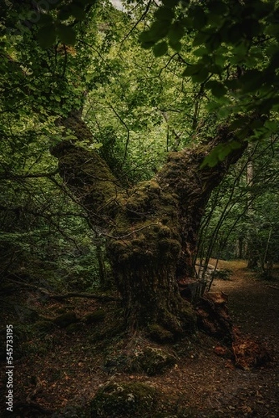 Fototapeta Vertical shot of an old huge tree growing in a forest