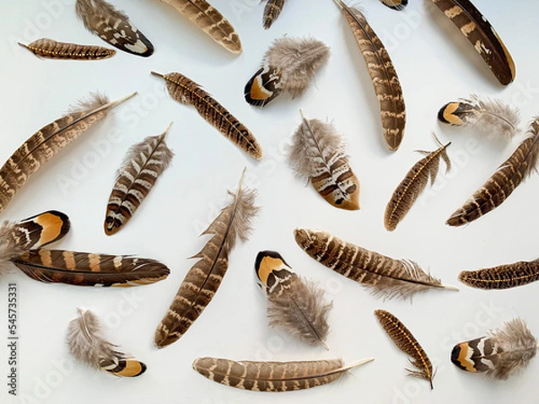 Fototapeta Close-up pheasant feathers composition on white background