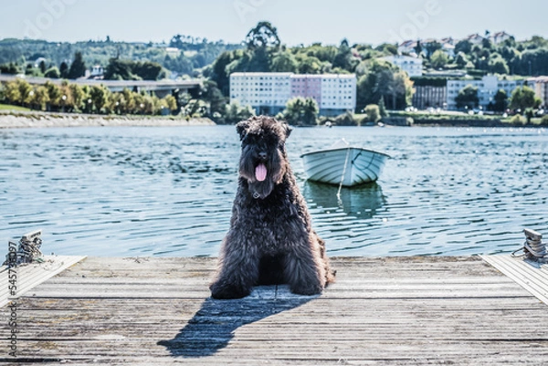 Obraz Perro Kerry Blue en el Mar