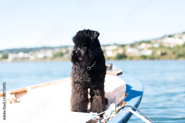 Fototapeta Perro Kerry Blue Barco