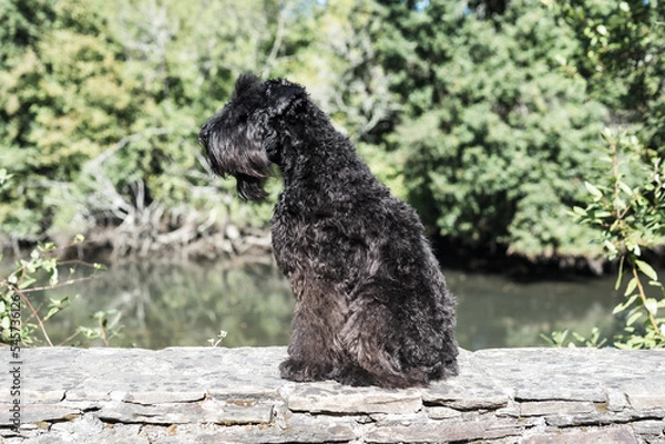 Fototapeta Perro Kerry Blue 