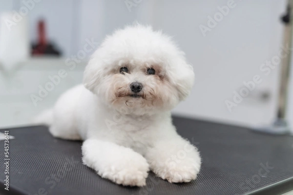 Obraz Cachorro Bichón Maltés