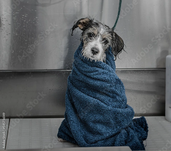 Fototapeta Cachorro con toalla en la bañera