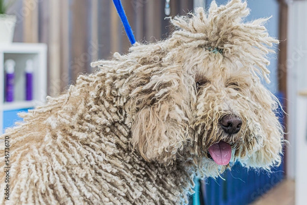 Obraz Perro de Aguas Blanco