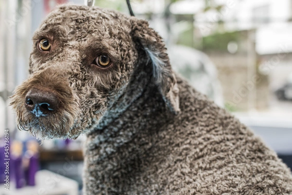 Obraz Perro de aguas bonito