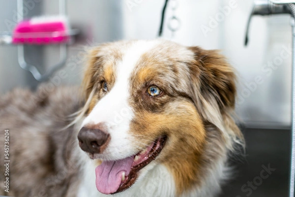 Fototapeta Perro con ojos preciosos
