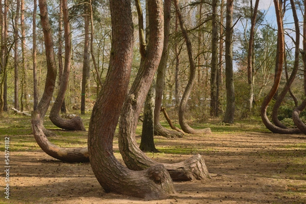 Obraz Crooked Trees or Crooked Forest ("Krzywy Las" in Polish) - bent trees near Gryfino, West Pomeranian Voivodeship, Poland