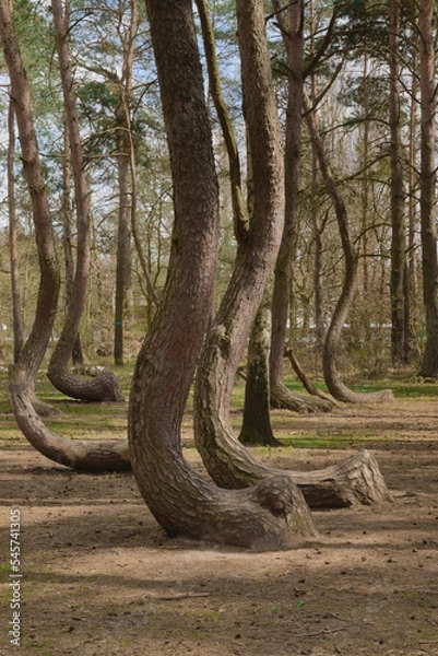 Fototapeta Crooked Trees or Crooked Forest ("Krzywy Las" in Polish) - bent trees near Gryfino, West Pomeranian Voivodeship, Poland