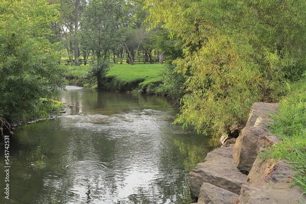 Obraz river in the forest