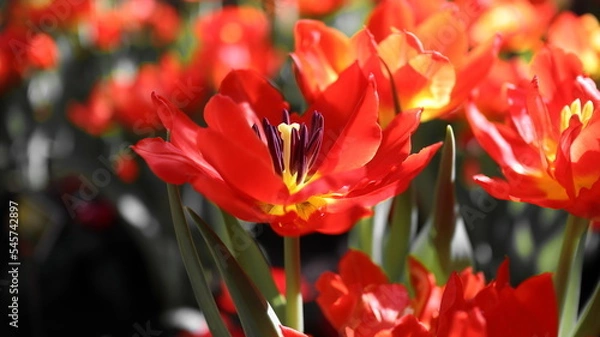 Obraz red and yellow flower